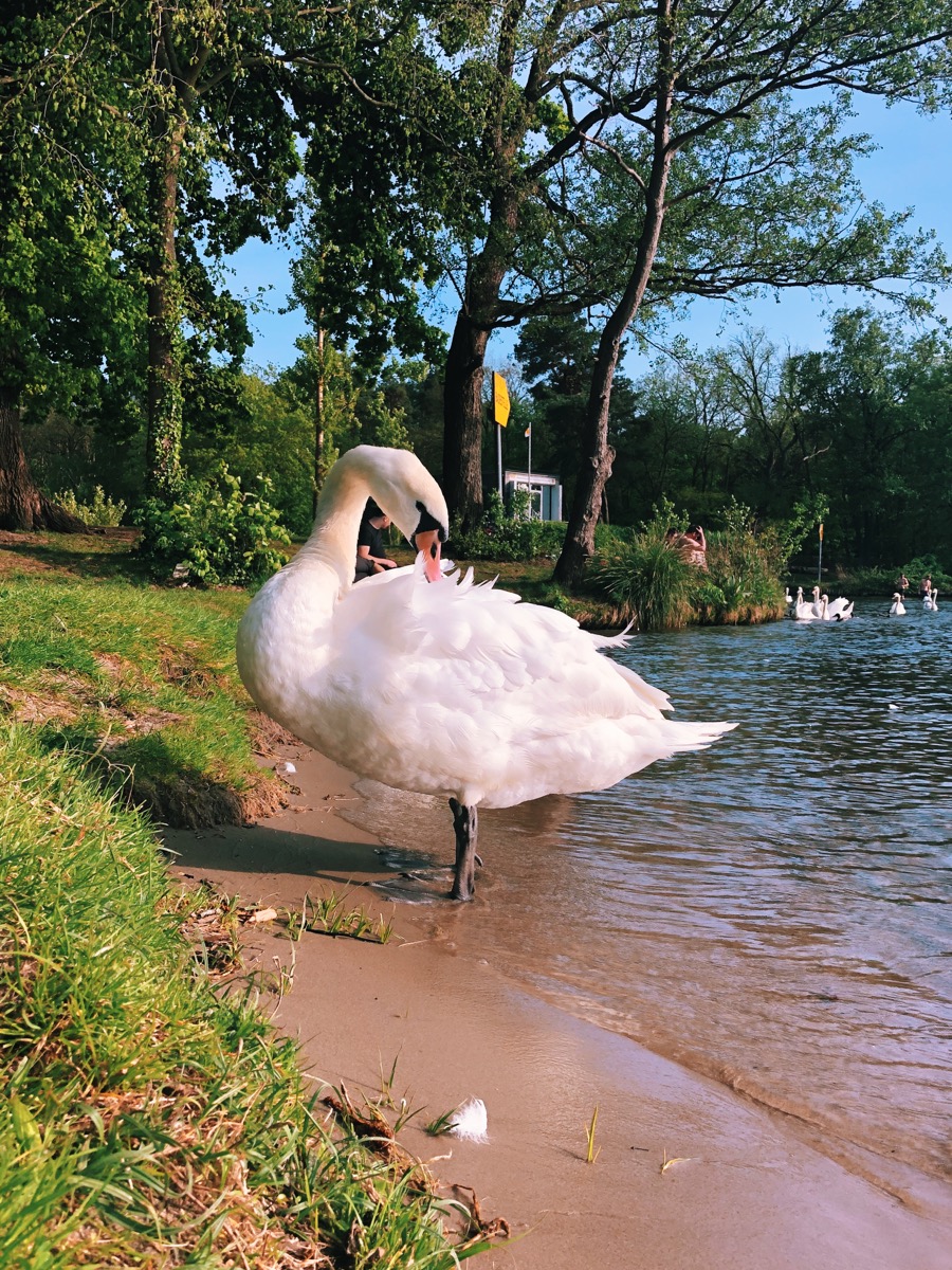 A German swan is posing